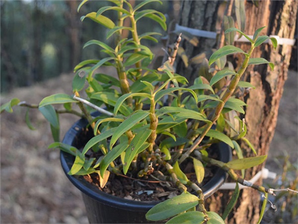 鳳凰縣：鐵皮石斛鋪就山村致富路